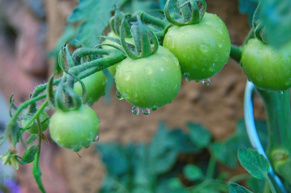 come coltivare i pomodori