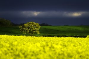 come limitare l'uso dei pesticidi 