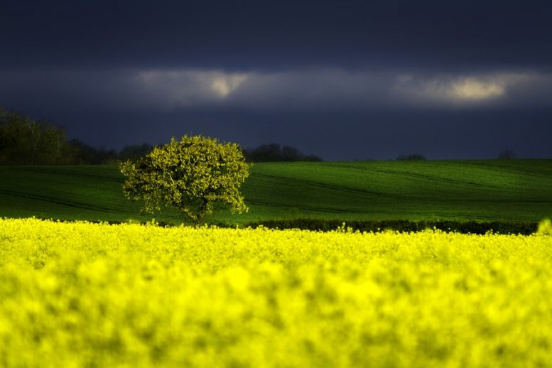 come limitare l'uso dei pesticidi 