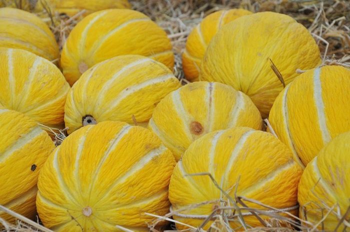 come coltivare il melone