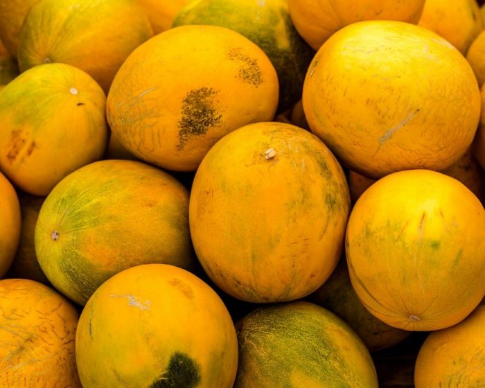 come coltivare il melone