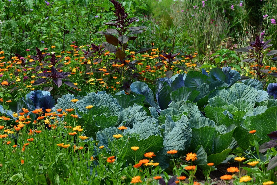 fertilizzante per orto biologico