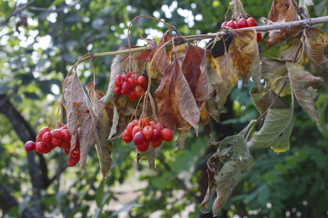 Pianta Secca Come Evitare Lappassimento E Come Risolvere