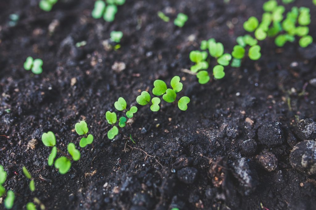 come coltivare la rucola