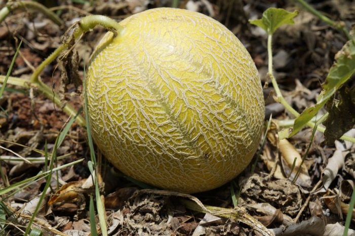 come coltivare il melone