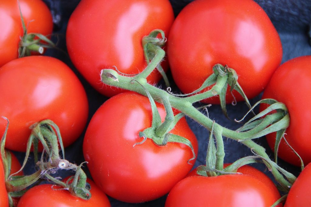 come coltivare i pomodori