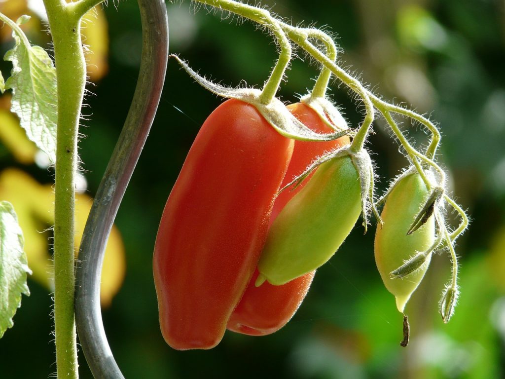 come coltivare i pomodori