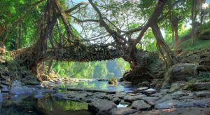 ponti-naturali-di-radici-di-Cherrapunjee