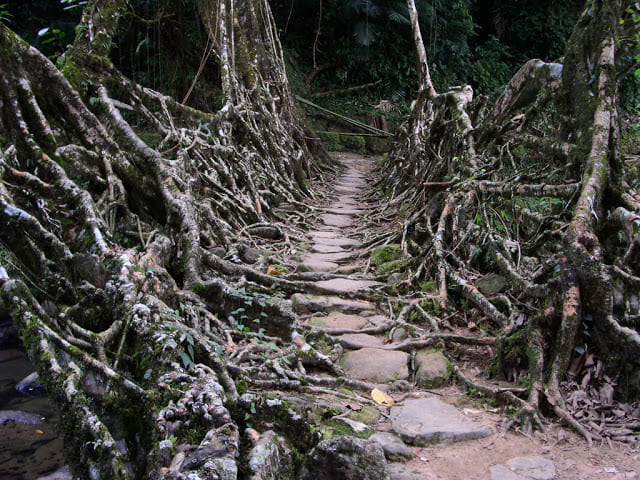 ponti-naturali-di-radici-di-Cherrapunjee