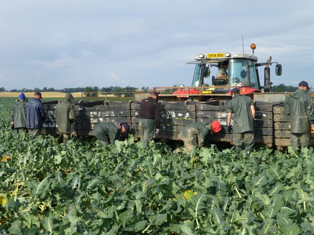 Come coltivare i broccoli: i pochi passi per un'ottima raccolta