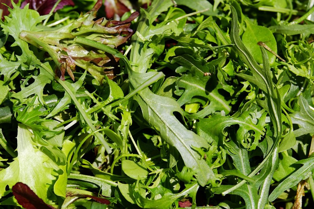come coltivare la rucola