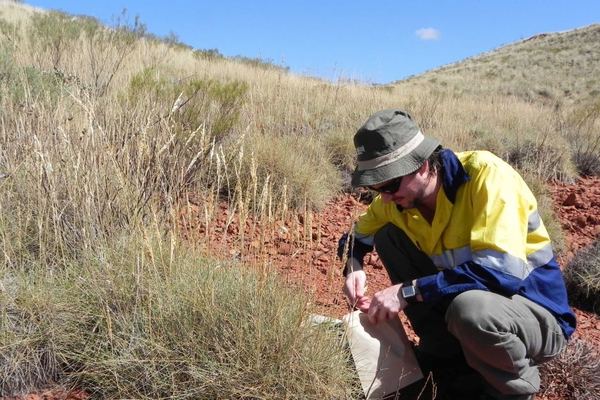 Matthew Barret raccoglie campioni di spinifex, la pianta che sa di pattaine al gusto sale e aceto