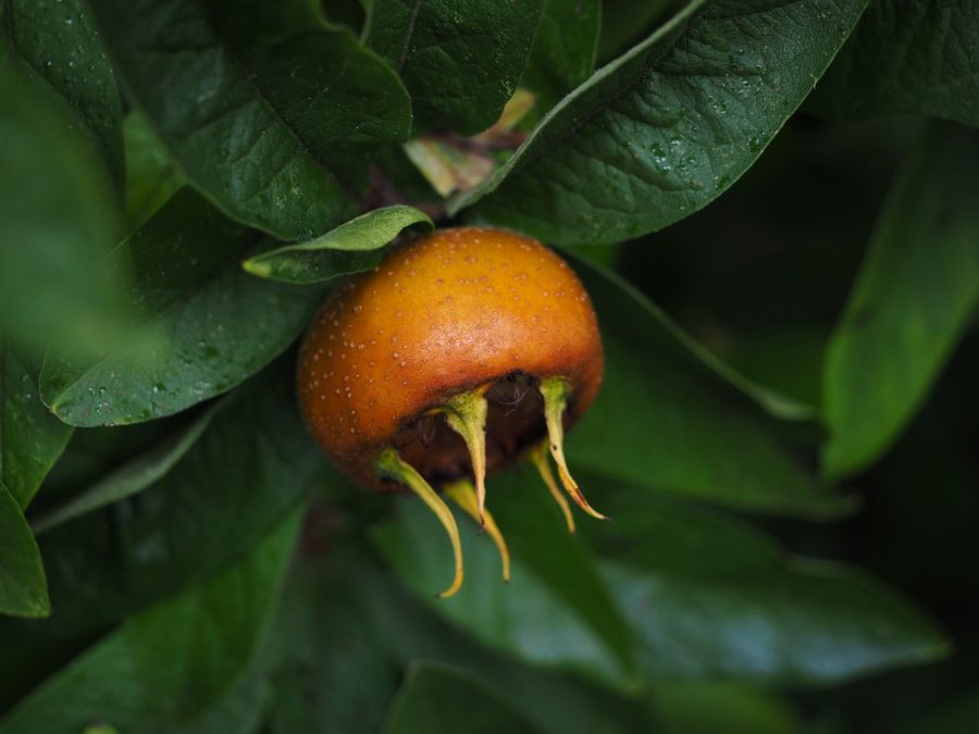 Mespilus germanica