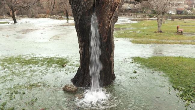 albero di gelso del Montenegro da cui sgorga acqua