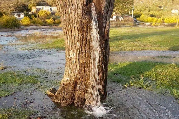 albero di gelso - montenegro - acqua