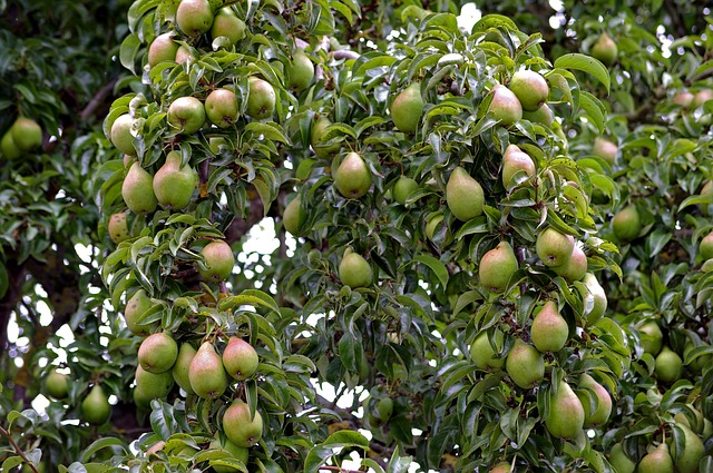 Pera Coscia - Pianta Da Frutto A Radice Nuda, Altezza 50/70 Cm, 1 Pianta, Varietà Tipica Italiana