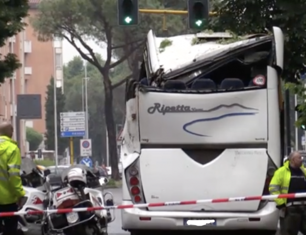 albero su bus firenze