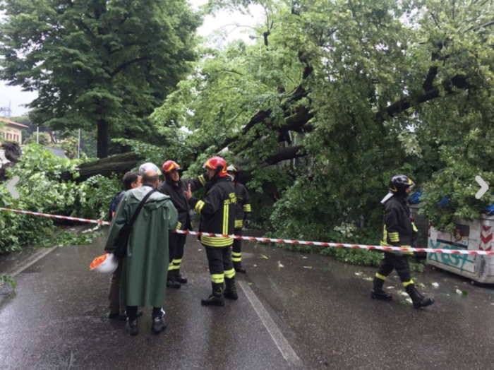 albero su bus firenze