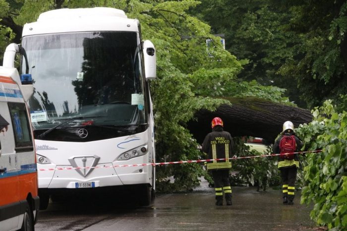 albero su bus firenze