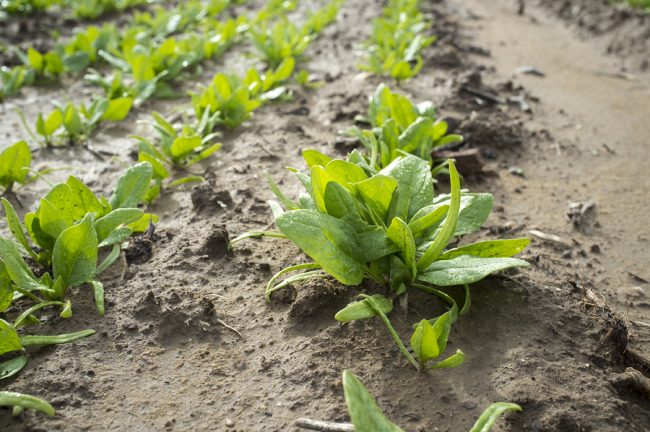 come coltivare gli spinaci