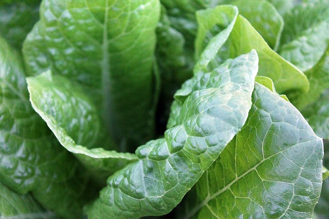 come coltivare gli spinaci