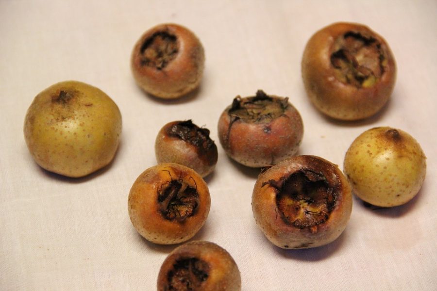 frutti nespolo germanico