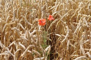 come aumentare la resa qualitativa dei cereali