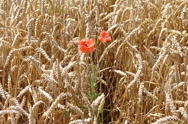 come aumentare la resa qualitativa dei cereali