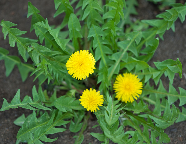 pianta-di-dente-di-leone-o-tarassaco