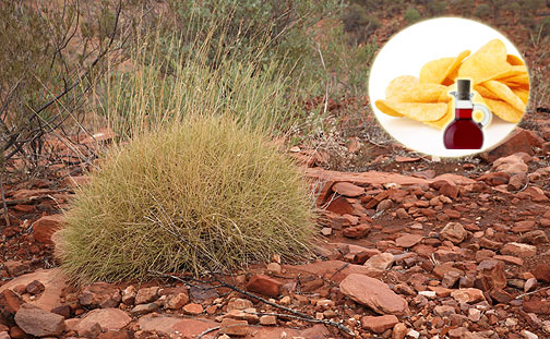 pianta spinifex sa di patatine al gusto sale e aceto