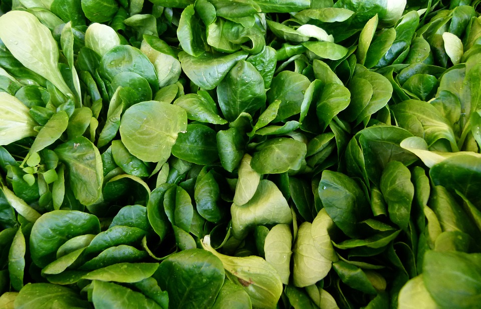 come coltivare la valeriana coltivare la valeriana