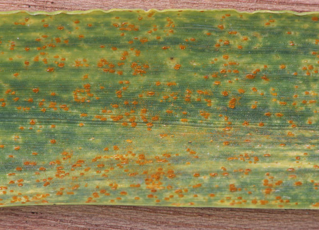 ruggine bruna - Puccinia recondita f. sp tritici