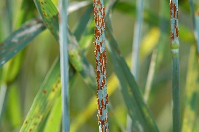 ruggine del grano malattia fungina