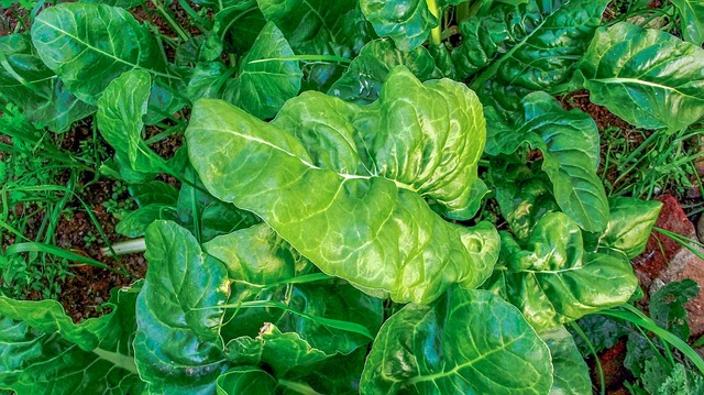 come coltivare gli spinaci