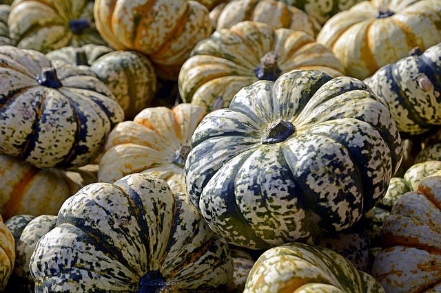 coltivare le zucche