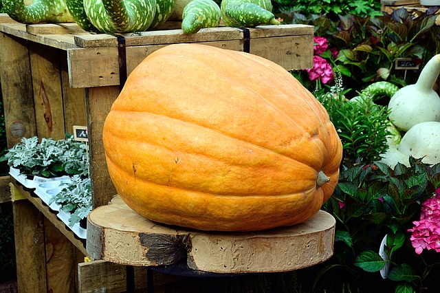 coltivare le zucche