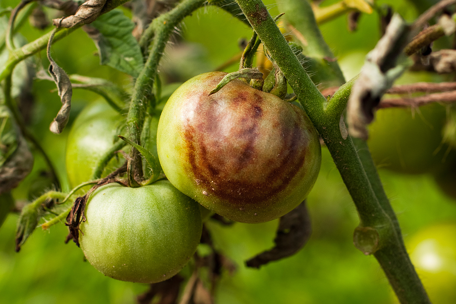 malattie del pomodoro
