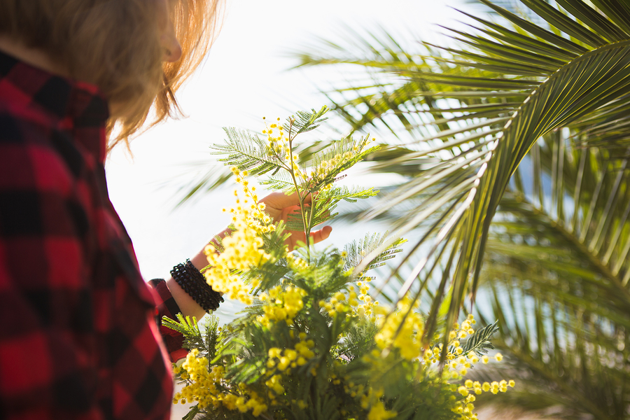albero di mimosa 
