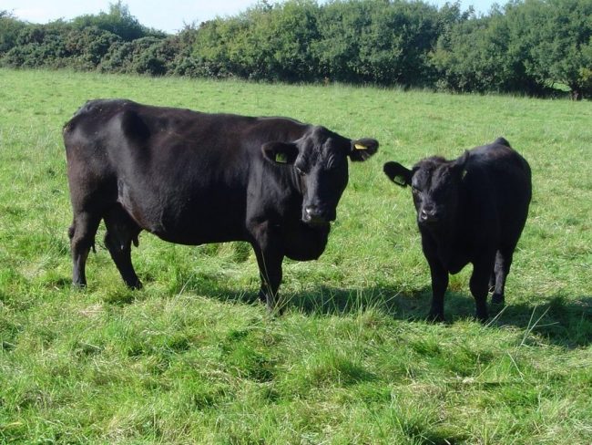Aberdeen Angus