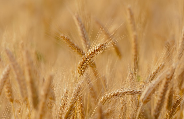 azienda agricola in Abruzzo