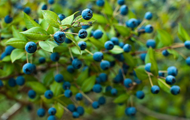 pianta di mirto di sardegna