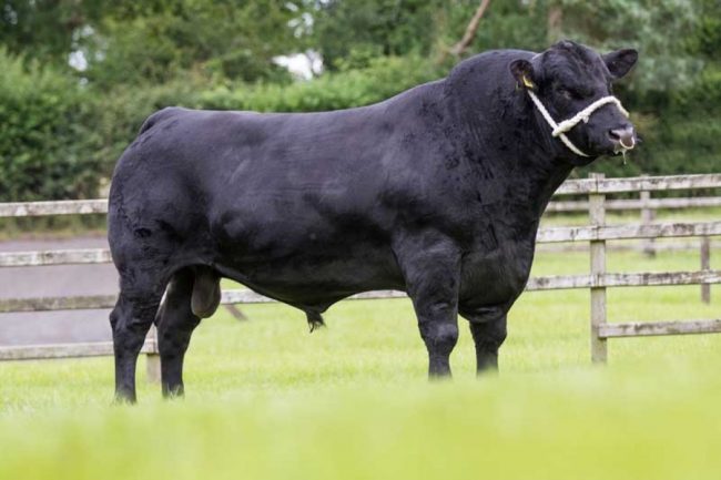Aberdeen Angus