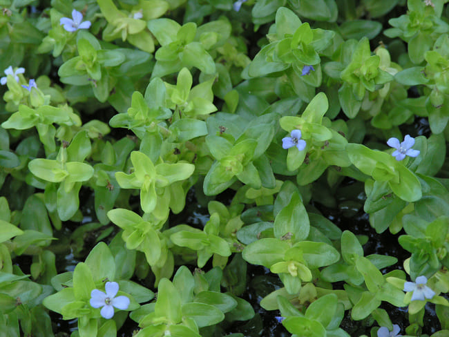 Bacopa caroliniana