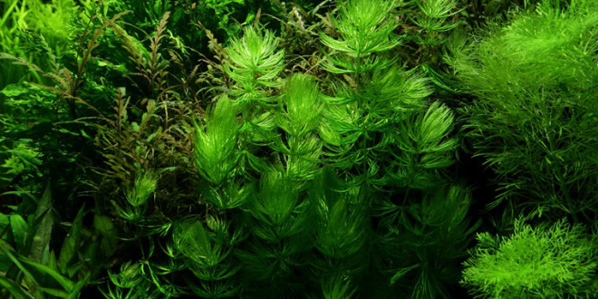 Ceratophyllum demersum - Ceratofillo comune