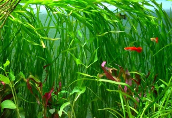 Vallisneria spiralis