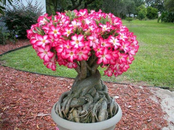 Piante Grasse Con Fiori Le Piu Belle E Facili Da Coltivare