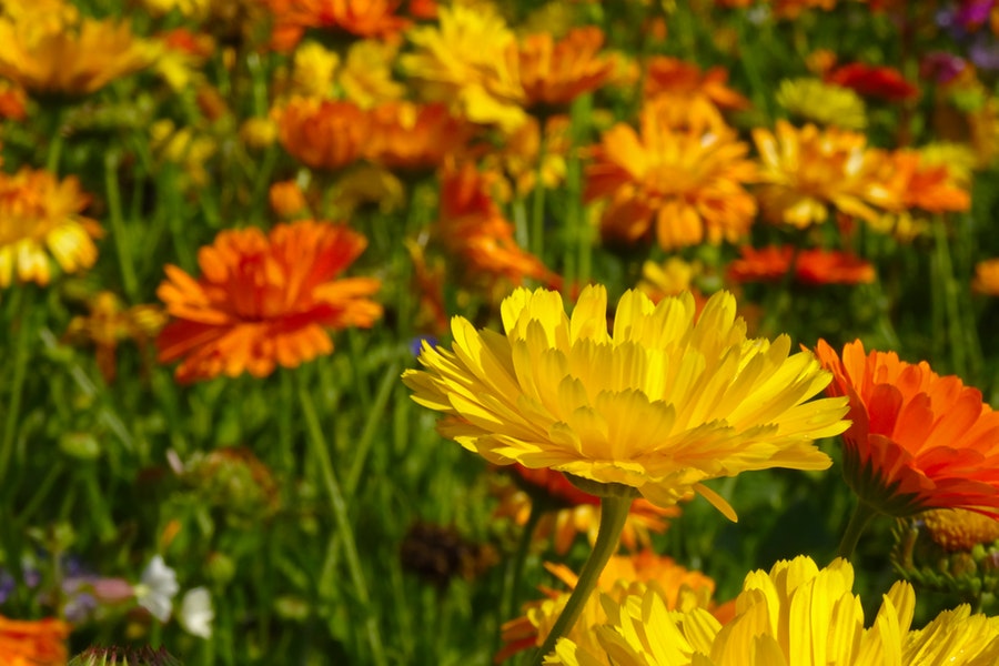 pianta di calendula: tutti i suoi utilizzi
