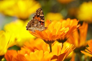 pianta di calendula: come si coltiva e utilizzi dopo il raccolto