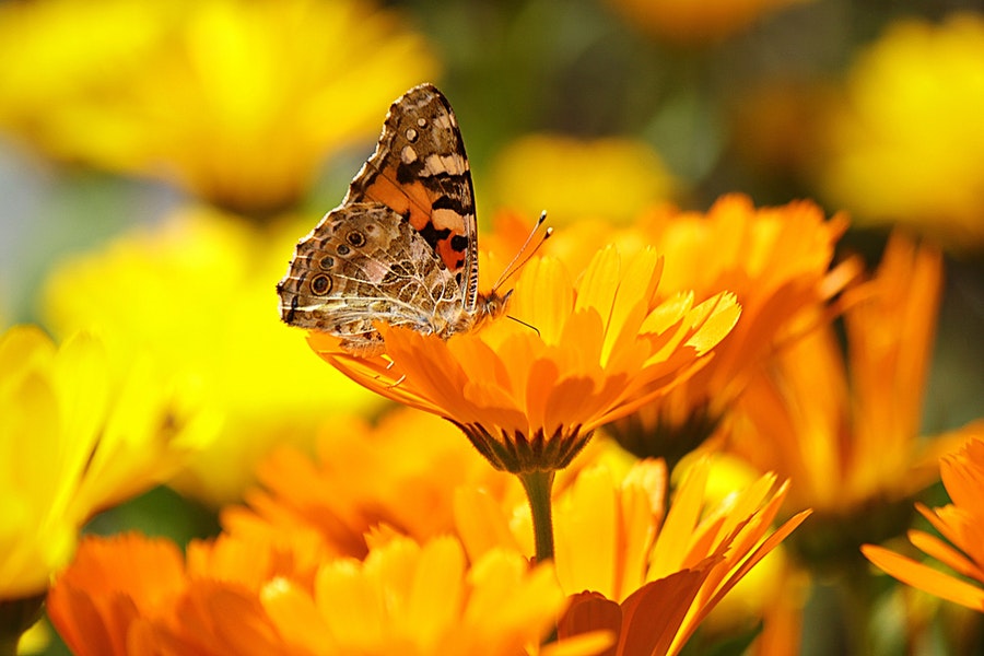 come coltivare la calendula