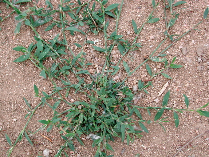 correggiola pianta infestante